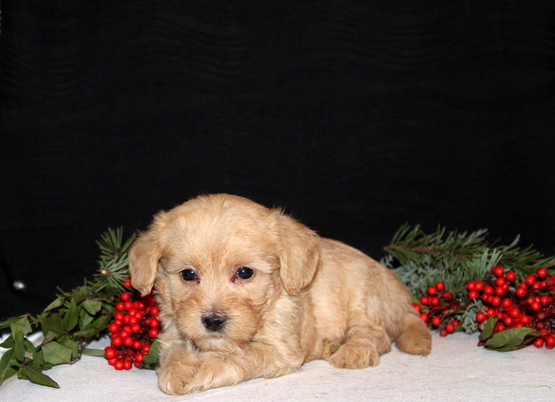 puppy, for, sale, Morki-Poo, Matthew B. Stoltzfus, dog, breeder, Gap, PA, dog-breeder, puppy-for-sale, forsale, nearby, find, puppyfind, locator, puppylocator, aca